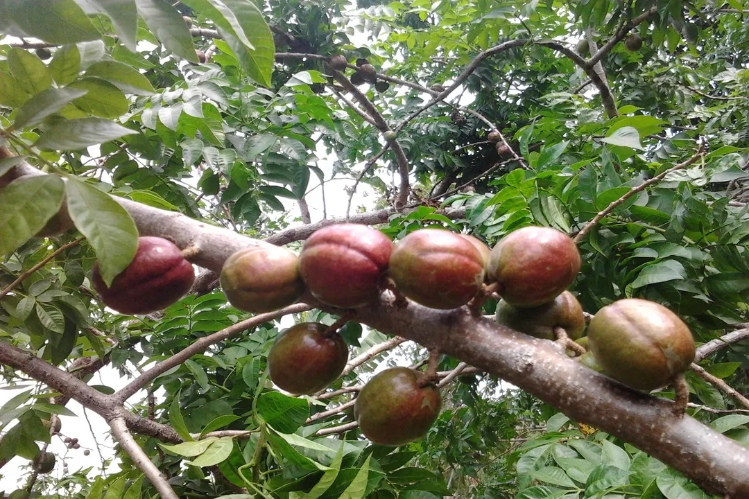 Is siniguelas healthy?, Identity Origin