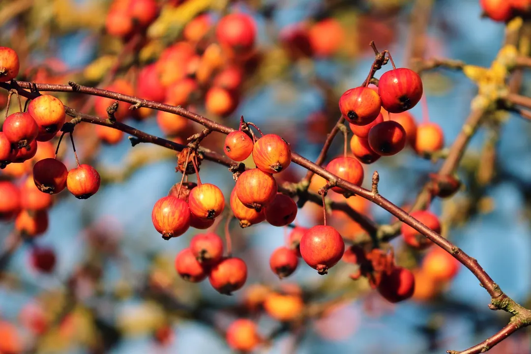 What are the medicinal uses of Crabapples?