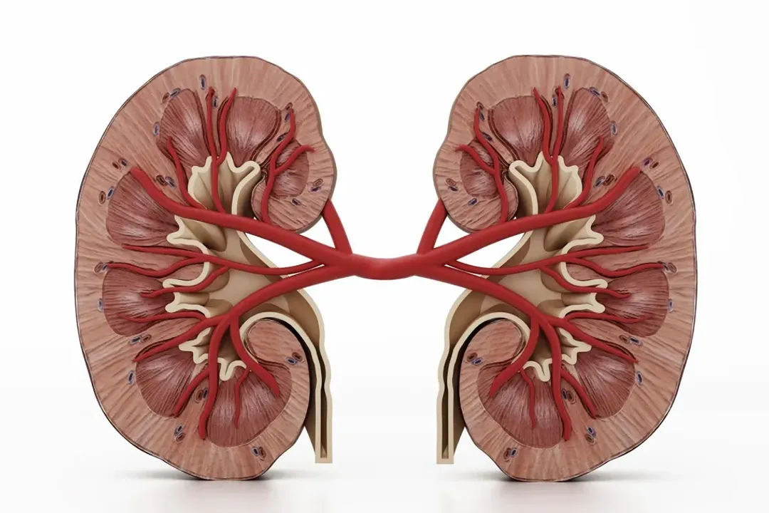Which herbs are hard on the kidneys?