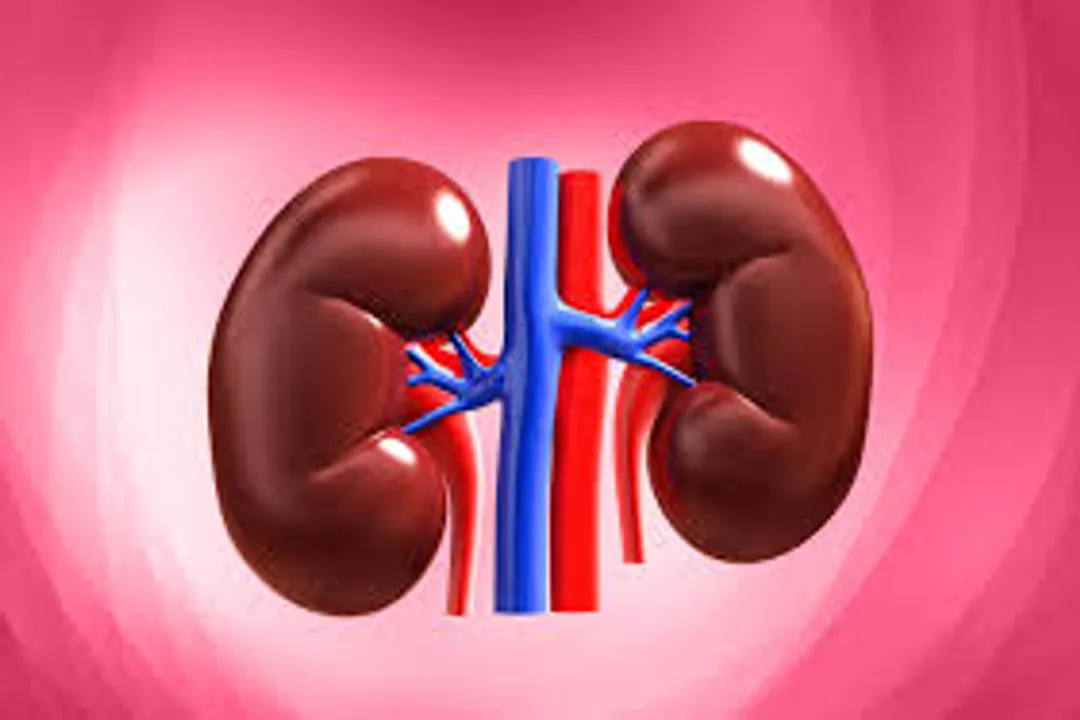 Which herbs are hard on the kidneys?, Supplements Unregulated