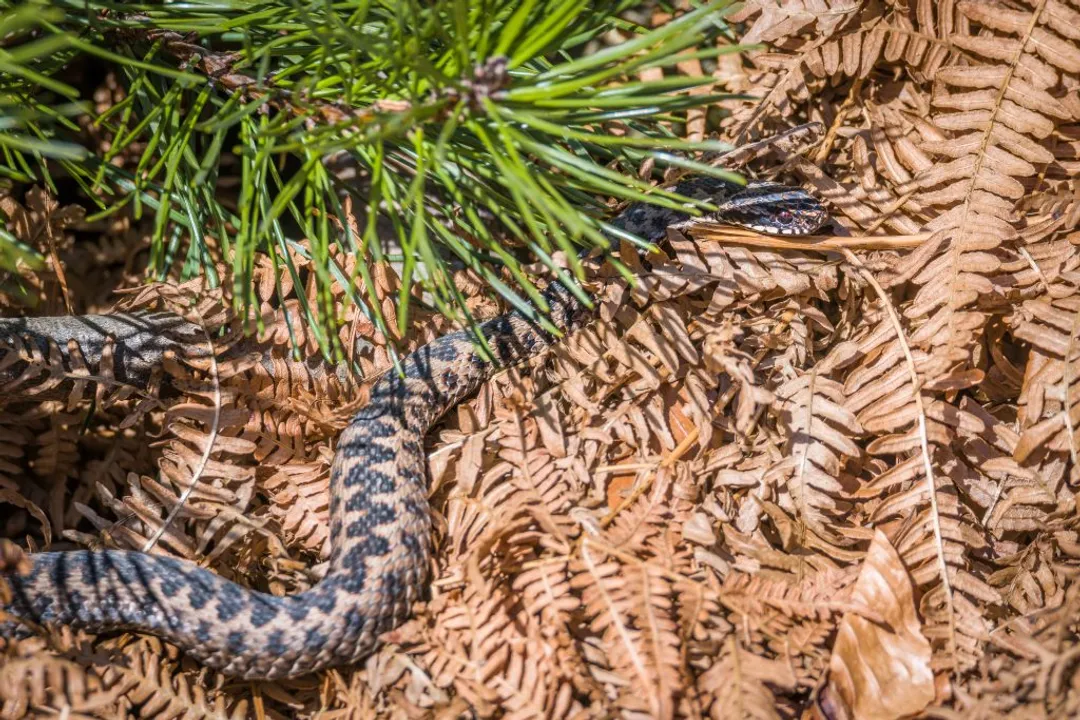 Can you survive an adder bite?, European Adders