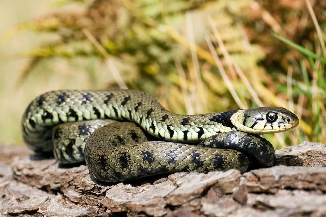 Can you survive an adder bite?, Species Distinction