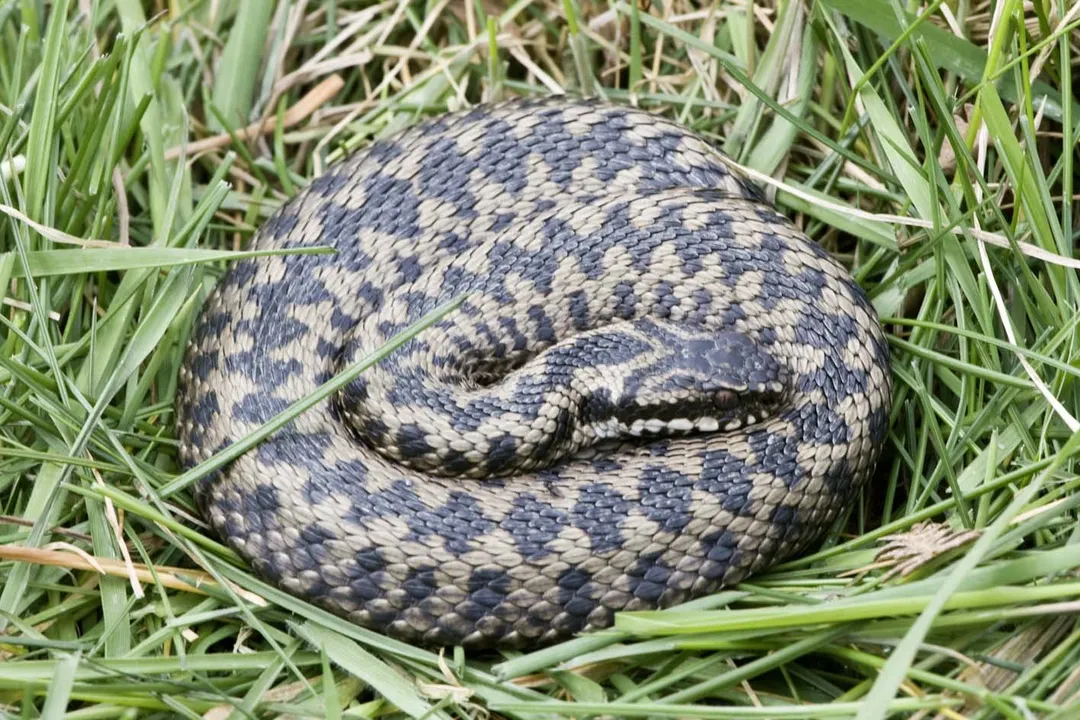 Can you survive an adder bite?