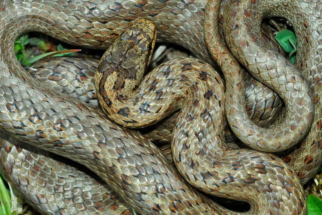 Can you survive an adder bite?, Puff Adders