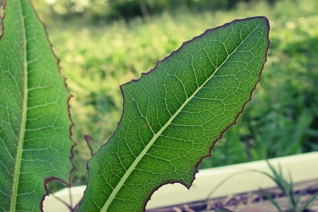 Does wild lettuce feel like an opiate?