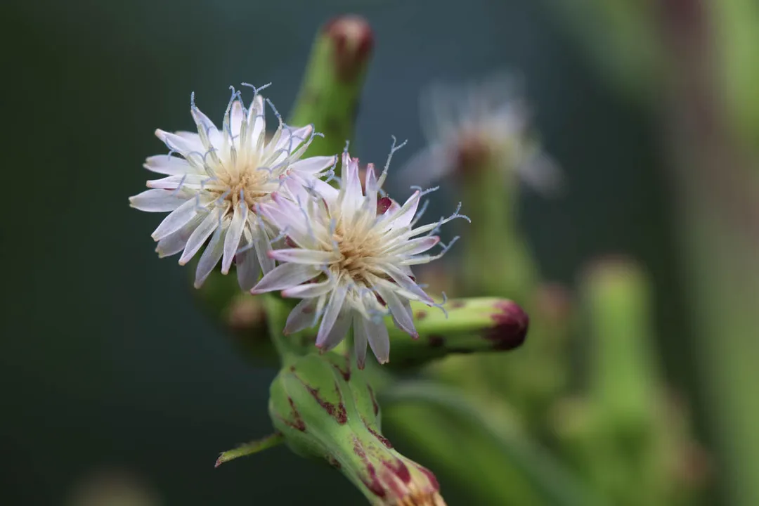How much wild lettuce tincture should I take?, Preparation Variables