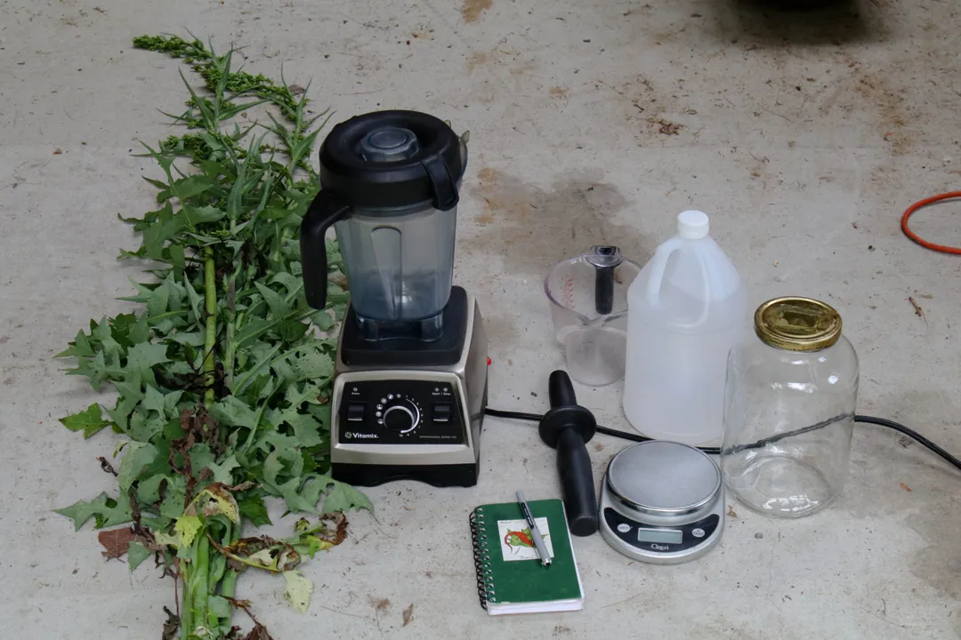 How much wild lettuce tincture should I take?, Safety Concerns