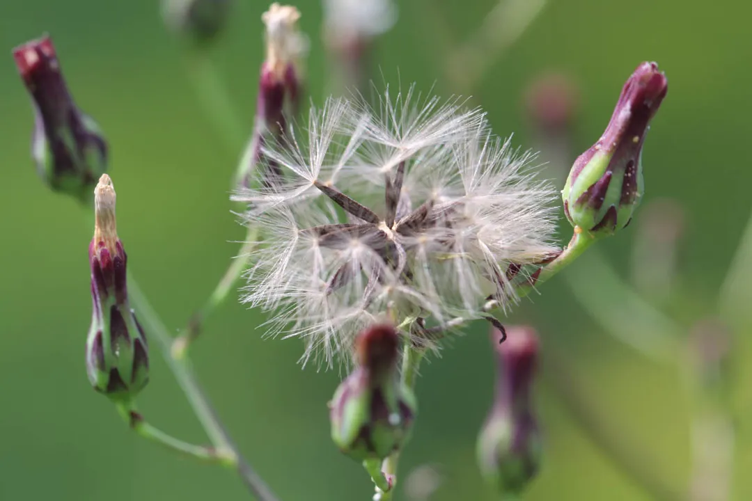 How much wild lettuce tincture should I take?, Dosage Challenges