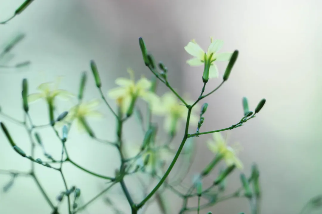 How much wild lettuce tincture should I take?