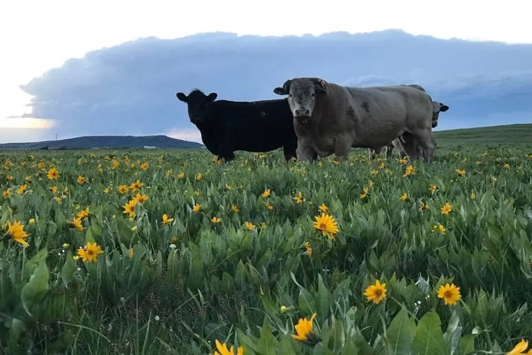 Is beefalo good for you?, Taste comparison