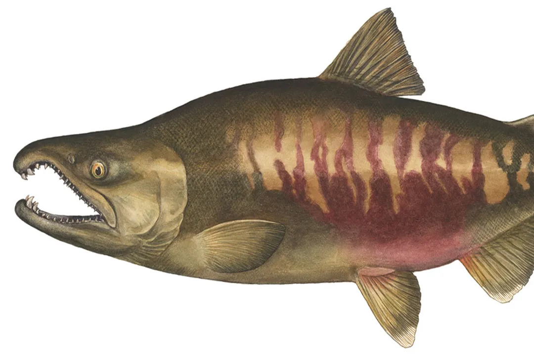 Is pink salmon healthy for weight loss?, Pink Salmon Advantage