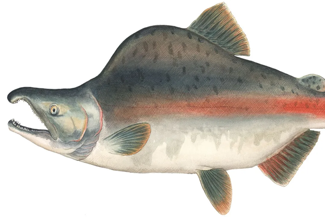 Is pink salmon healthy for weight loss?, Nutritional Profile