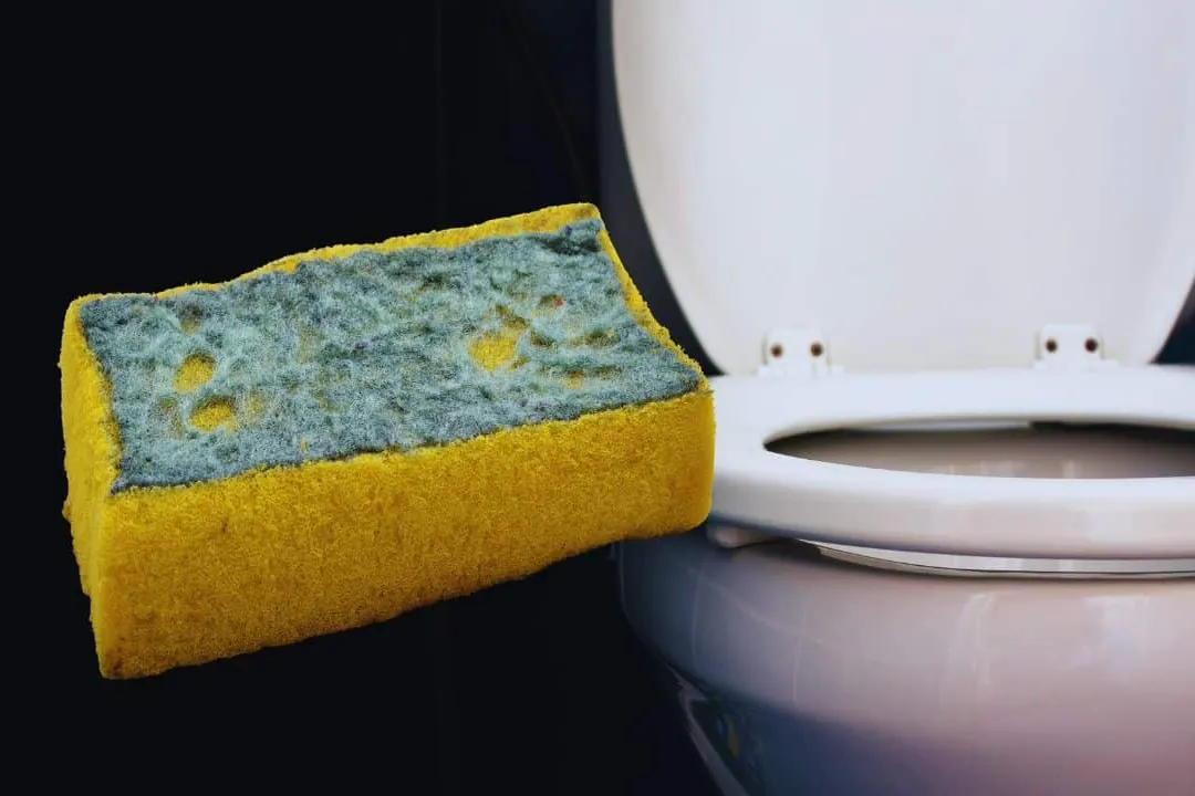 Why does a kitchen sponge often harbor a higher density of bacteria than a toilet seat?