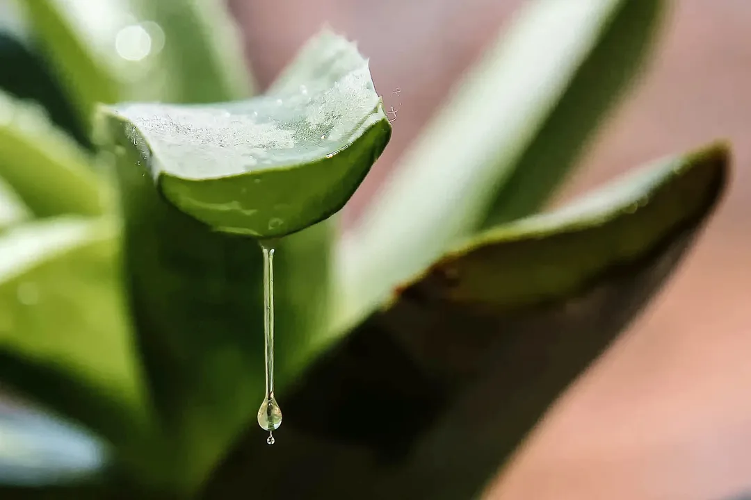 What are the benefits of eating raw aloe vera?