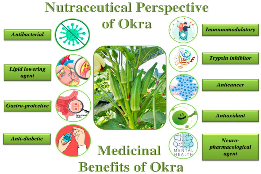 What are the benefits of okra in a woman's body?