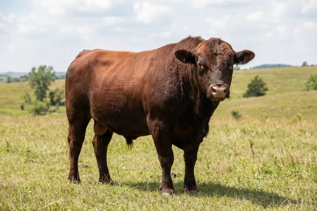 What are the disadvantages of beefalo?
