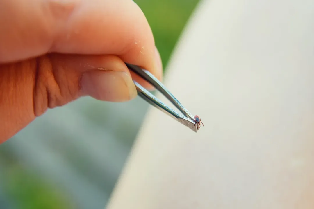 What are the odds of getting Lyme disease from a tick?