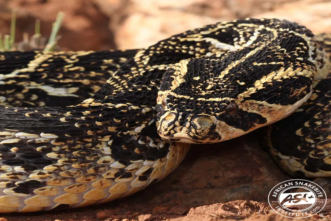 What are the odds of surviving a puff adder bite?, Venom Effects