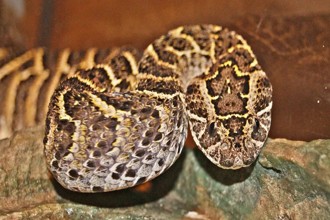 What are the odds of surviving a puff adder bite?