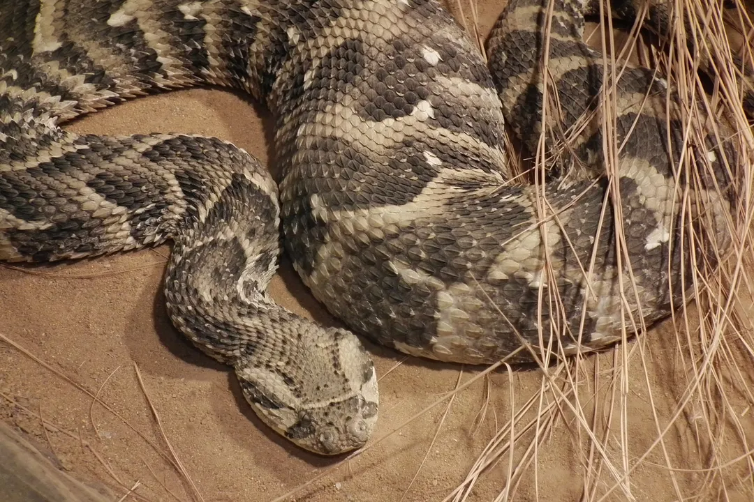 What are the odds of surviving a puff adder bite?, Behavioral Context