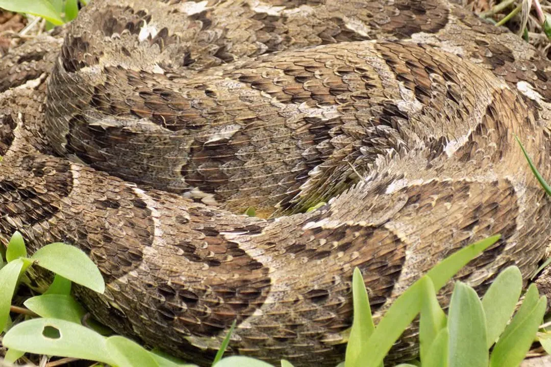 What are the odds of surviving a puff adder bite?, Survival Probability