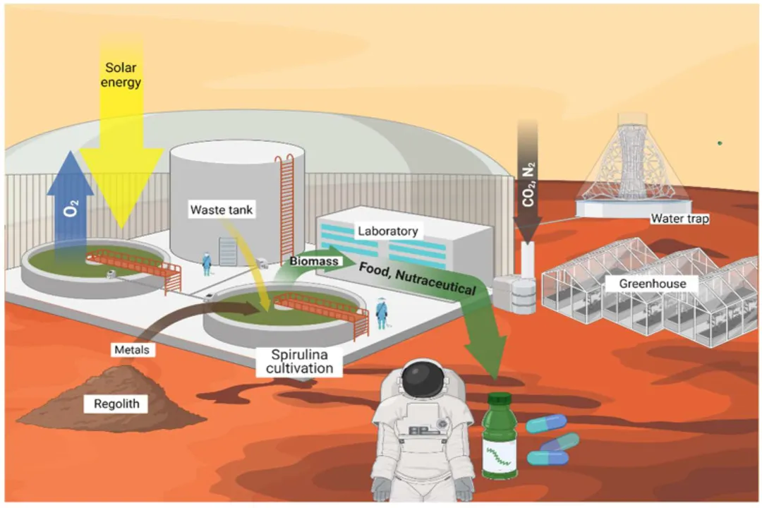 What happens when astronauts eat spirulina powder?