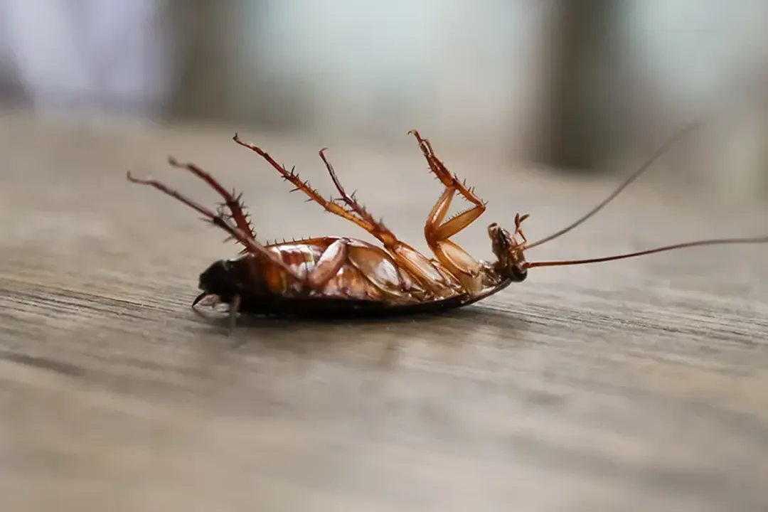 Why am I only finding dead roaches?