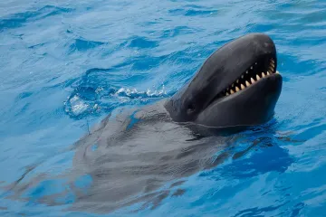 Are false killer whales friendly to humans?