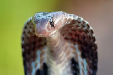 Are Indian cobras deaf?