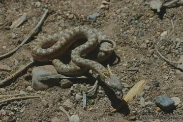 Are night snakes venomous to humans?