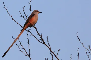 Are scissor-tailed flycatchers aggressive?