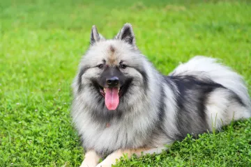 Can a Keeshond live in an apartment?