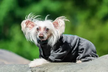 Can Chinese Crested eat chicken?