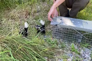 Can spotted skunks be pets?