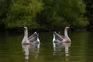 Do Chinese geese have blue eyes?