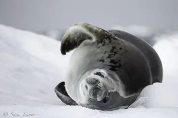 Do killer whales eat crabeater seals?