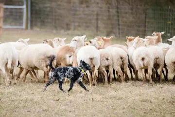 Do Mudi dogs bark a lot?