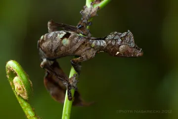 Do satanic leaf-tailed geckos bite?