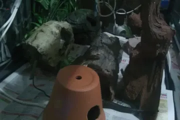 Do spotted pythons like to be held?