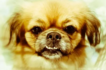 Does a Tibetan Spaniel have hair or fur?
