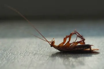 Does seeing one American cockroach mean infestation?