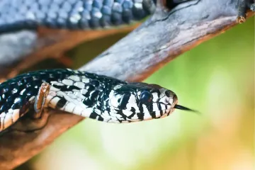 How big can a chicken snake get?