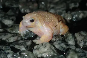 How big can a turtle frog get?