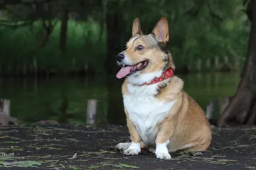 How big will a Corgi shepherd mix get?