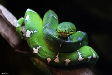 How can I identify an emerald tree boa?