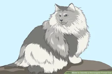 How do I tell if my cat is a Norwegian Forest Cat?