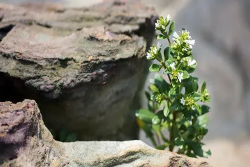 How does biodiversity enhance ecosystem resilience?