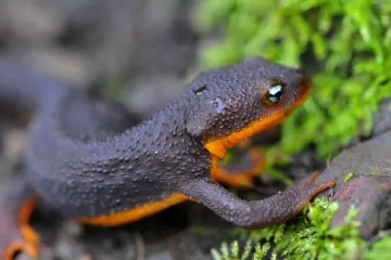 How does coevolution shape ecosystems?