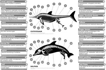 How does convergent evolution occur?