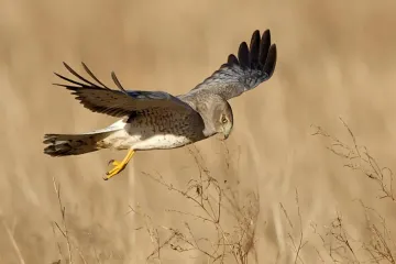 How fast can Harrier birds fly?